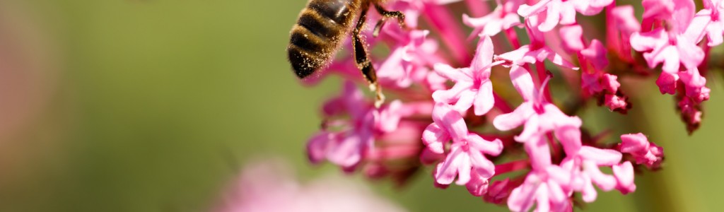 Abeille