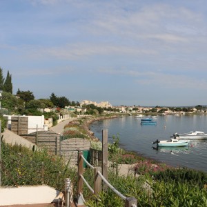 Cormorans etang de Thau C