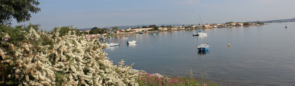 Cormorans etang de Thau B