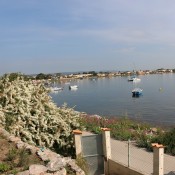 Cormorans etang de Thau B