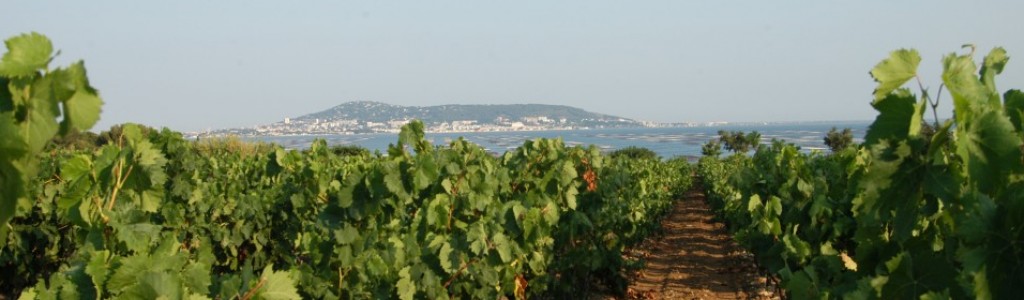 Vignes de Thau