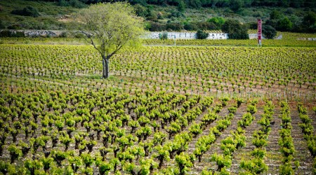 vignobles