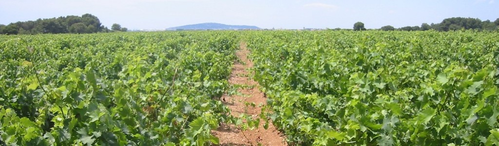 vignes-du-domaine_vuesete