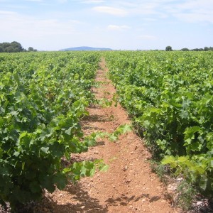 vignes-du-domaine_vuesete