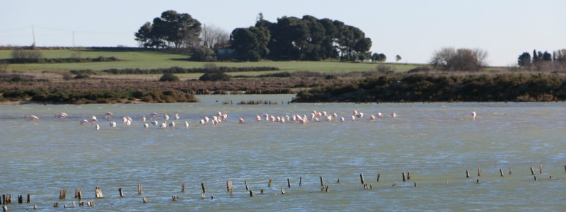 flamants roses salins