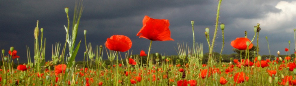 Coquelicots Orage Didier Almon